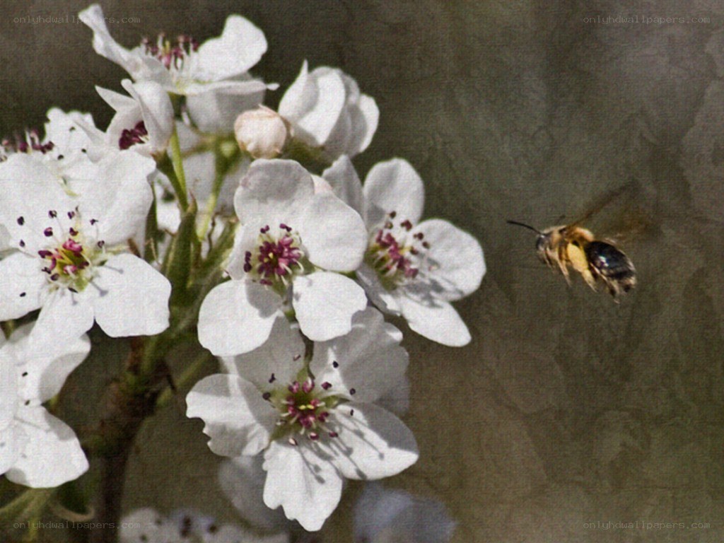 bee flying near white flowers