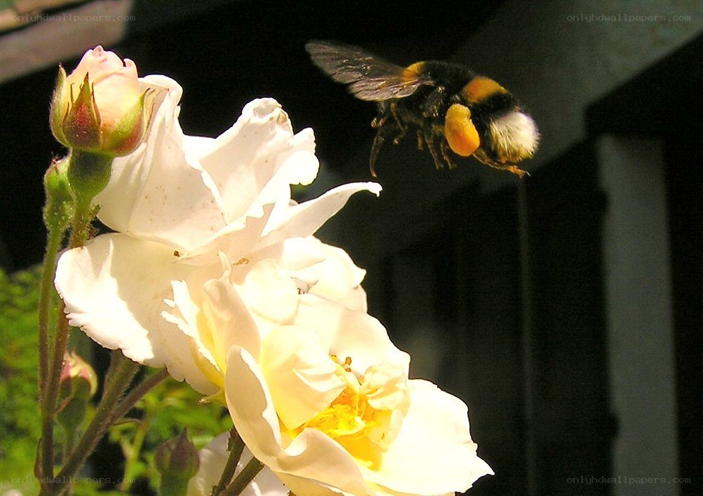 bee flying near white rose