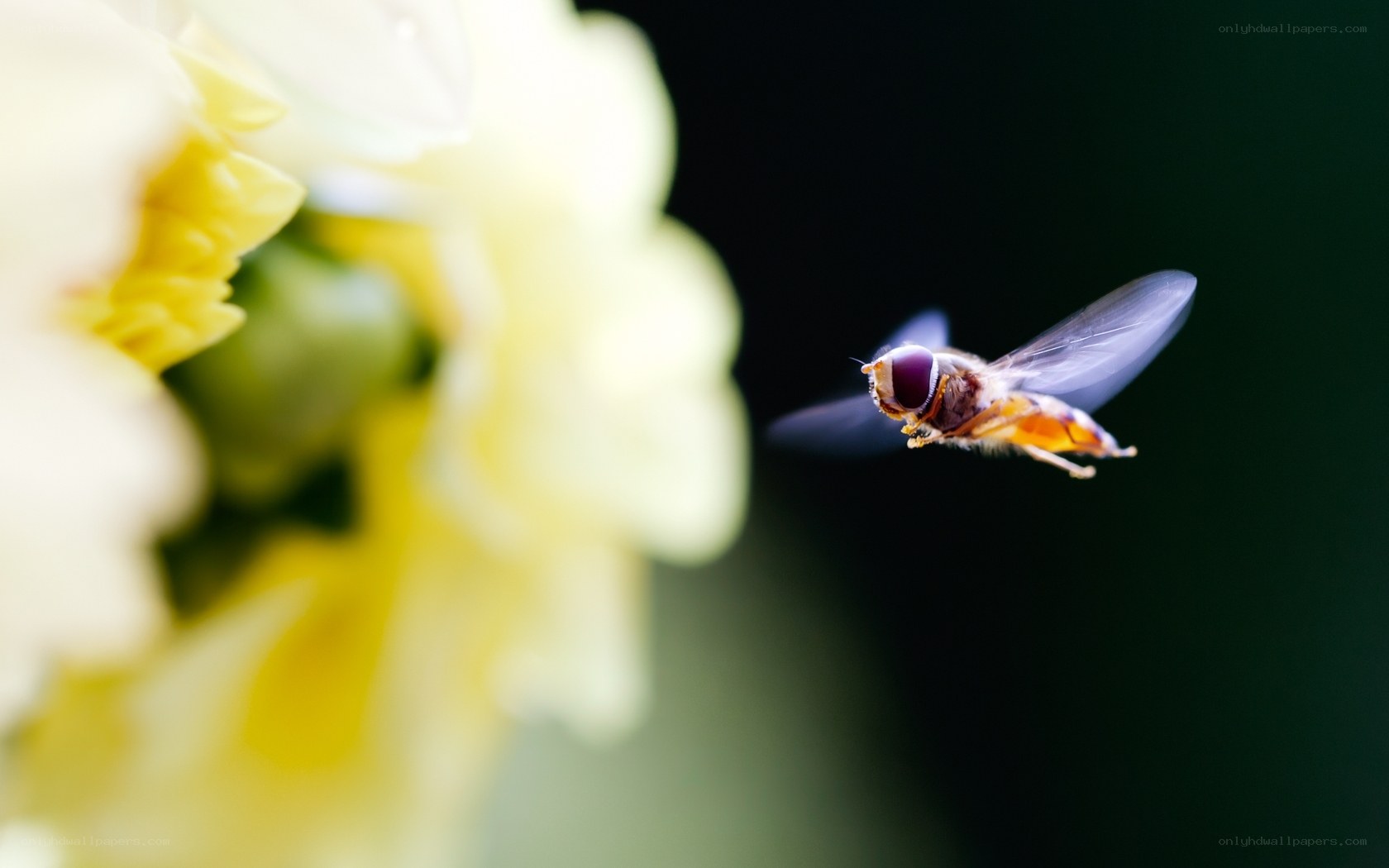 bee flying near yellow flower