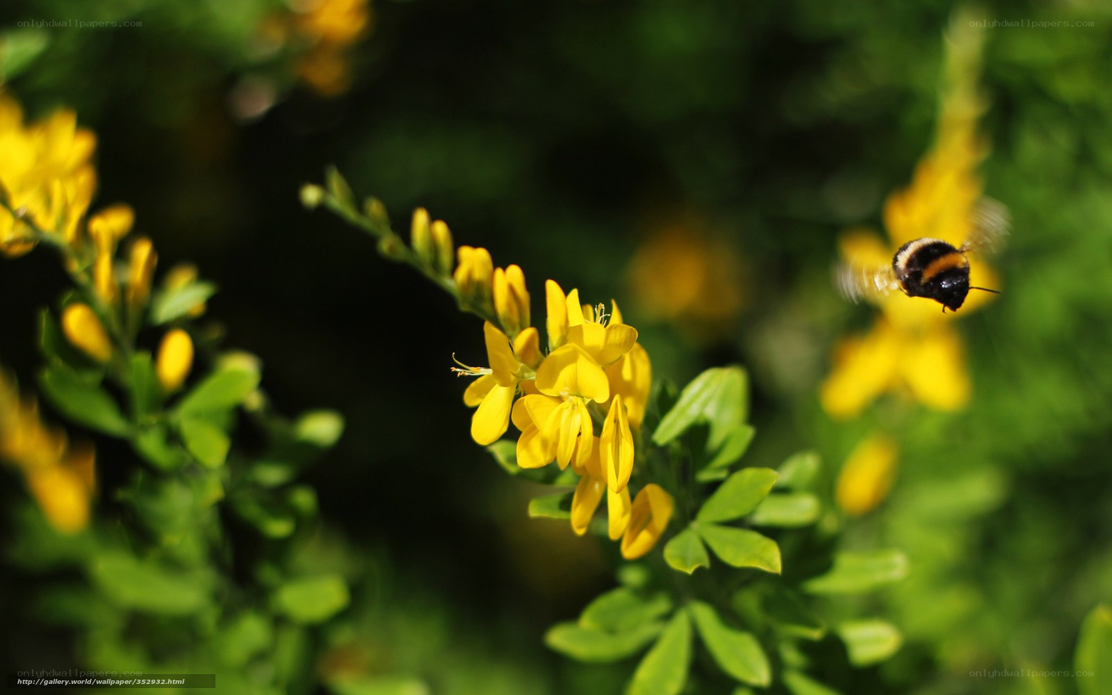 bee flying near yellow flowers
