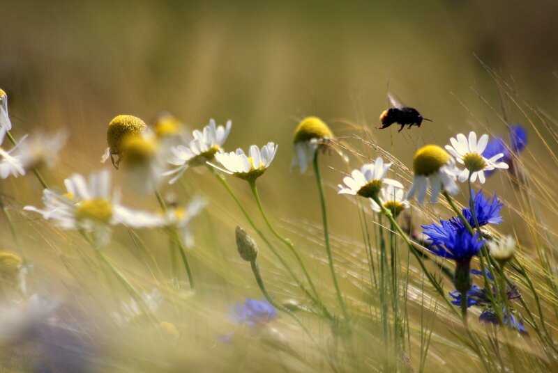 Bee Flying over Flowers — White