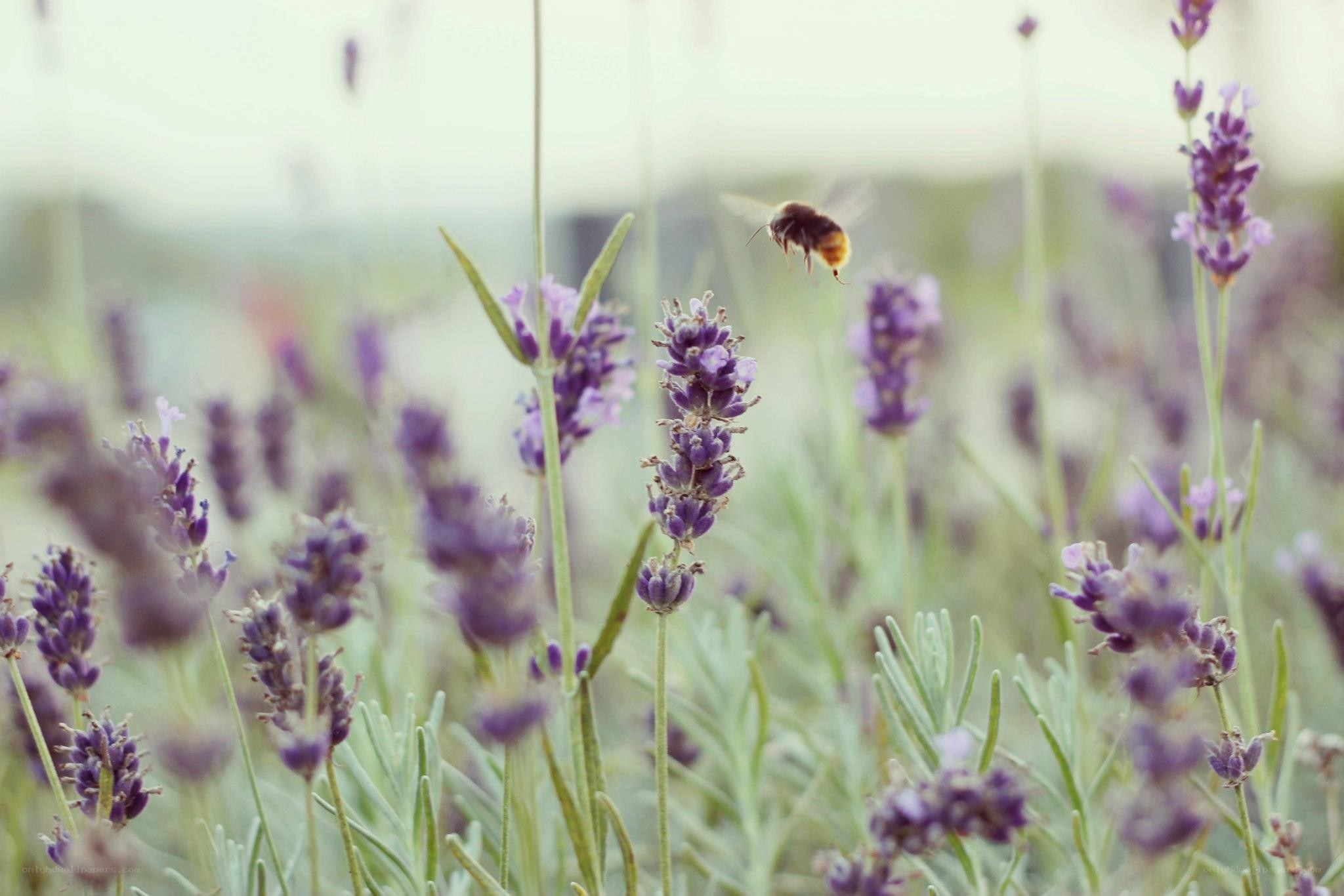 bee flying over lavender field