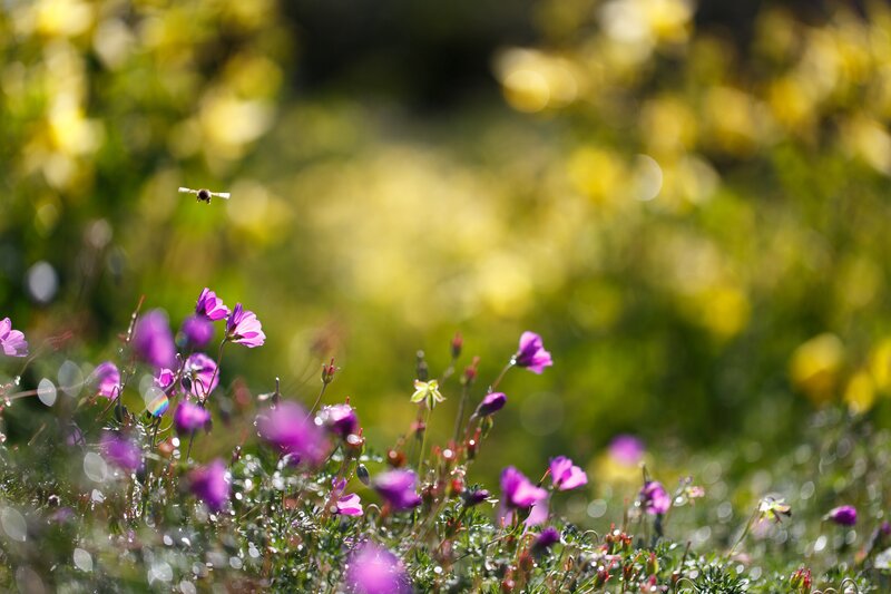Bee flying over purple flowers