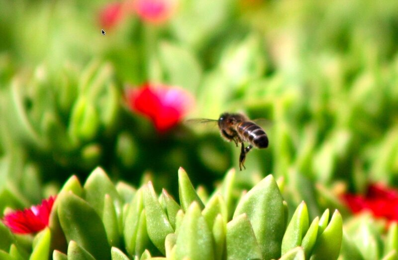 bee flying over succulents
