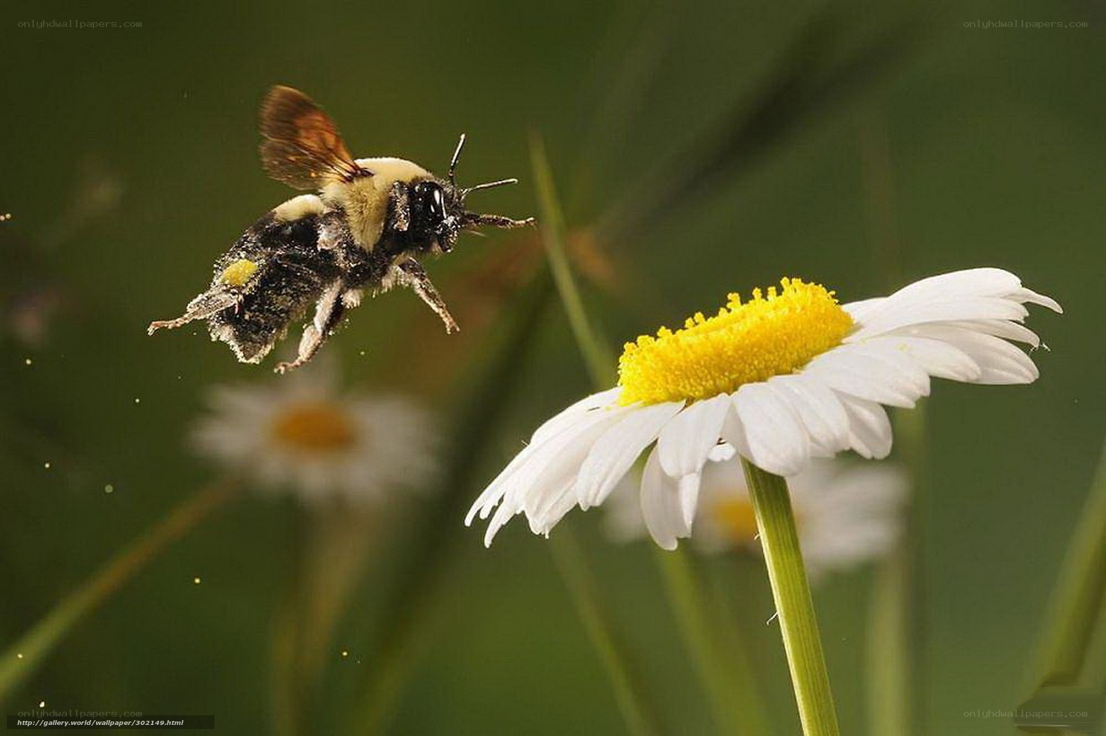bee flying to daisy flower