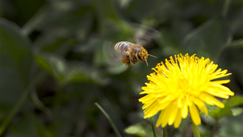 bee flying to dandelion