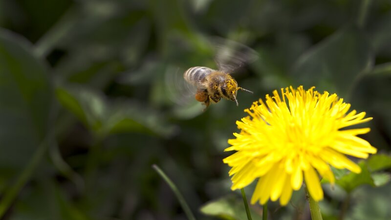 bee flying to dandelion