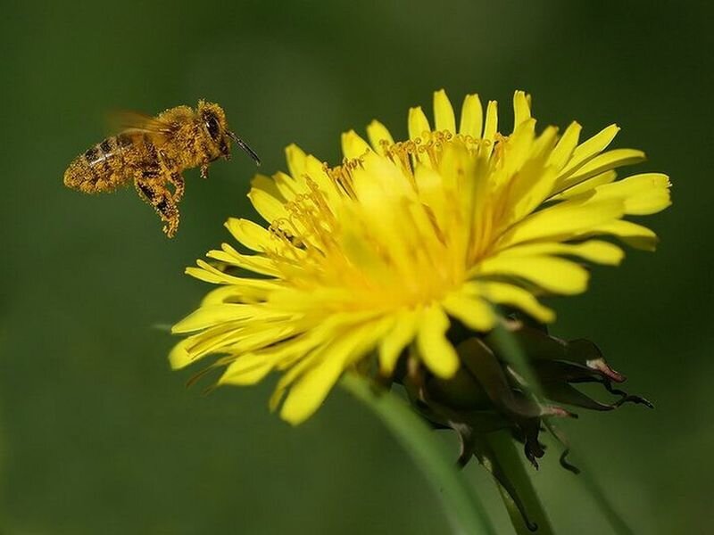 Bee Flying to Dandelion — Yellow