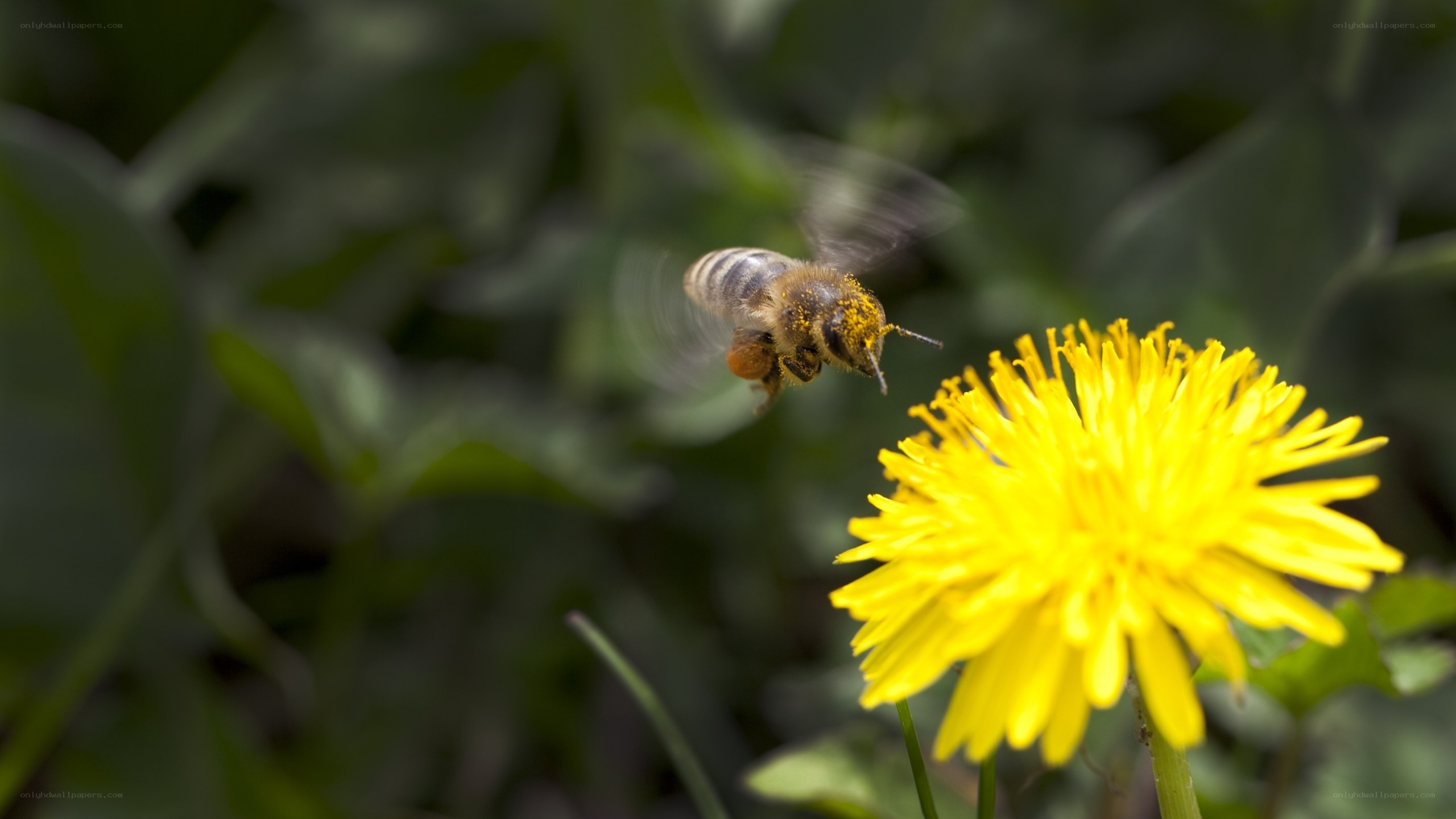 bee flying to dandelion