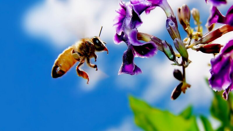 Bee Flying to Flower — Blue, Serene