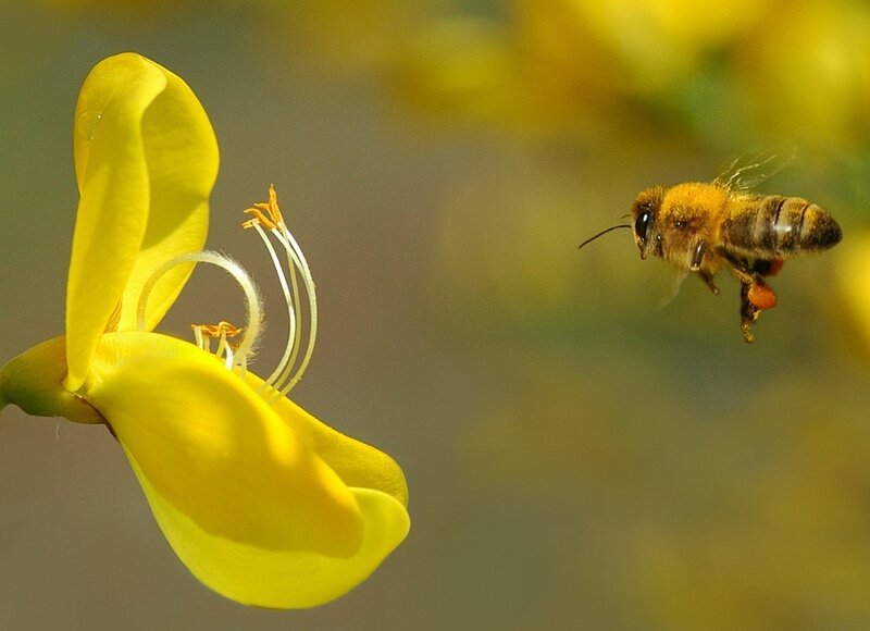 Bee Flying to Flower