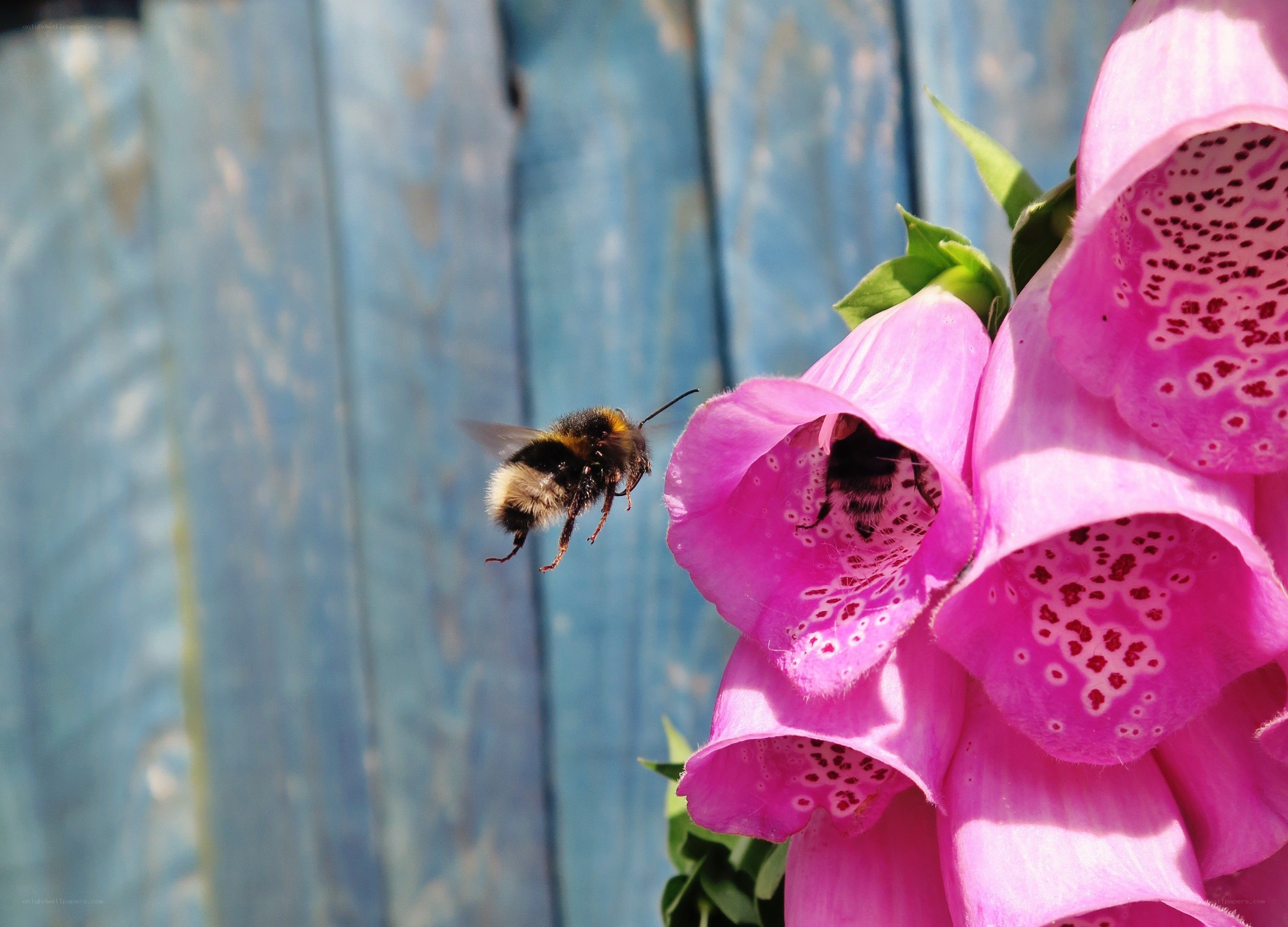 Bee flying to pink flower