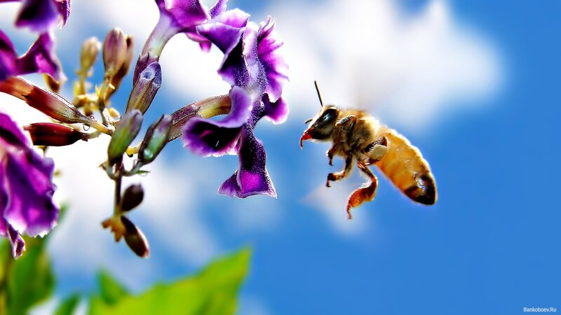 Bee flying to purple flower