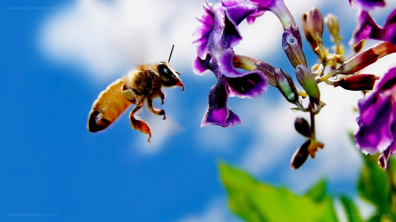 bee flying to purple flower