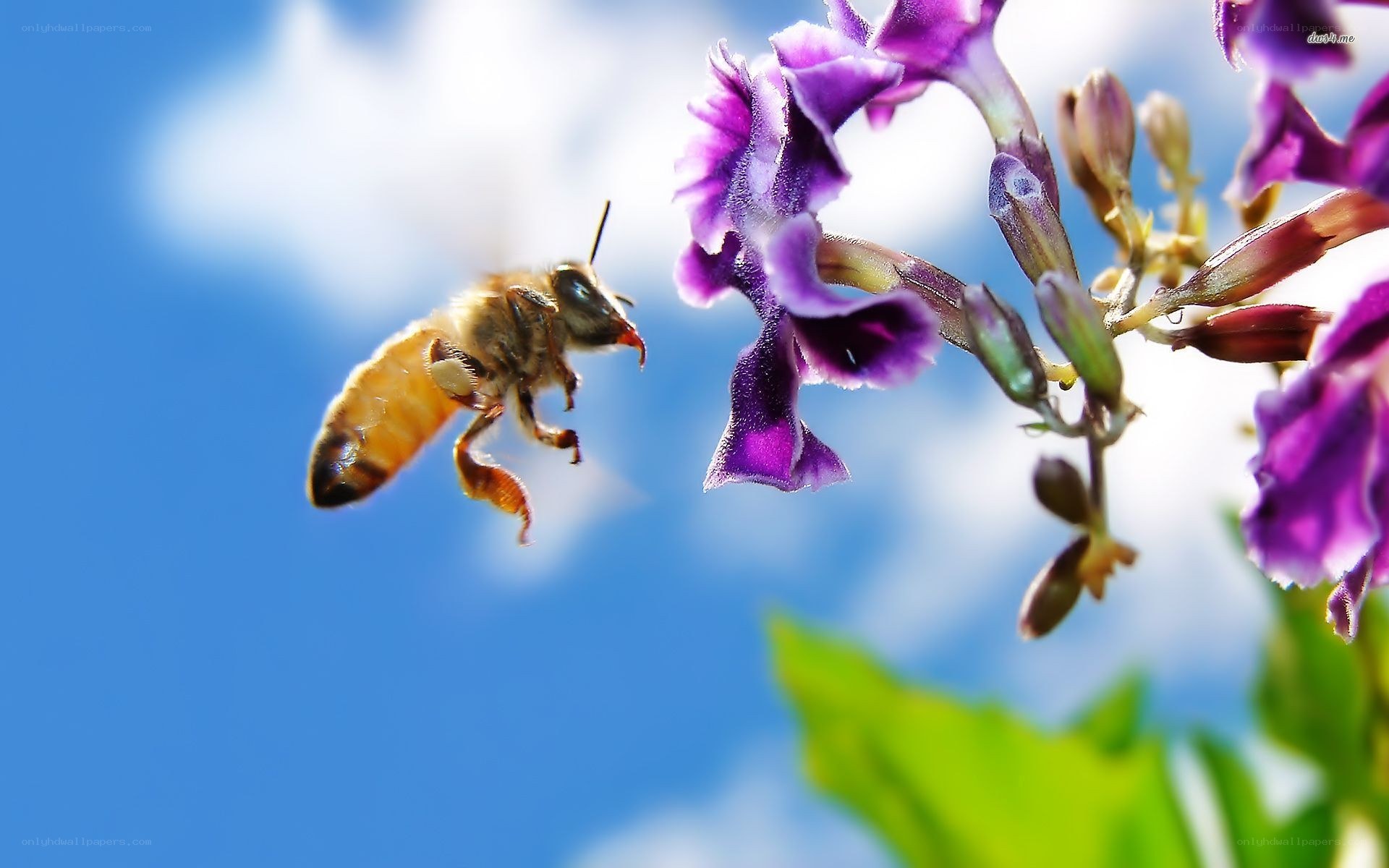 bee flying to purple flower