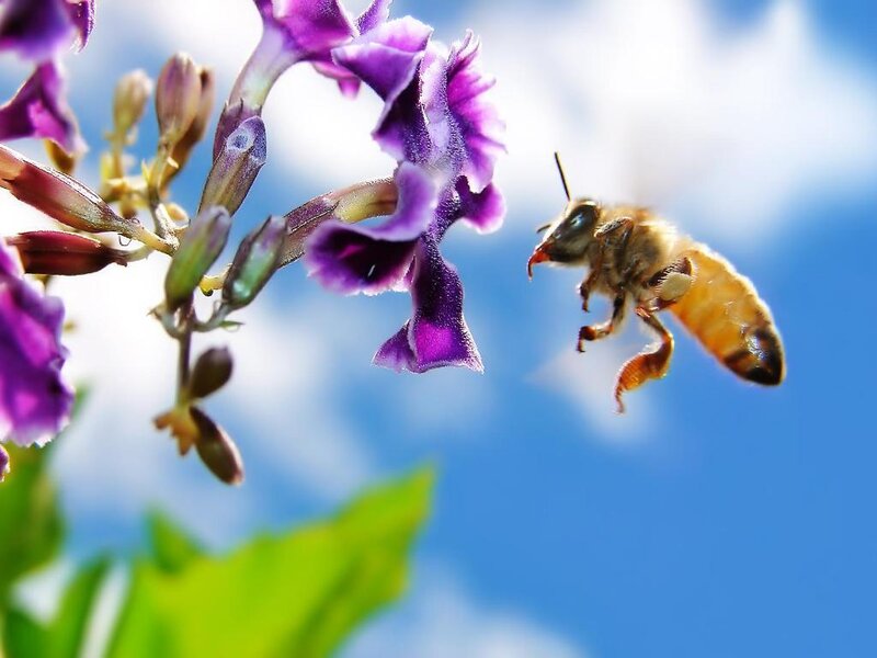 bee flying to purple flower
