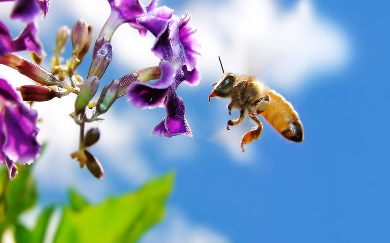Bee Flying to Purple Flower — Blue