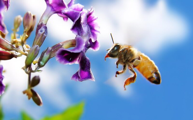Bee Flying to Purple Flower — Serene