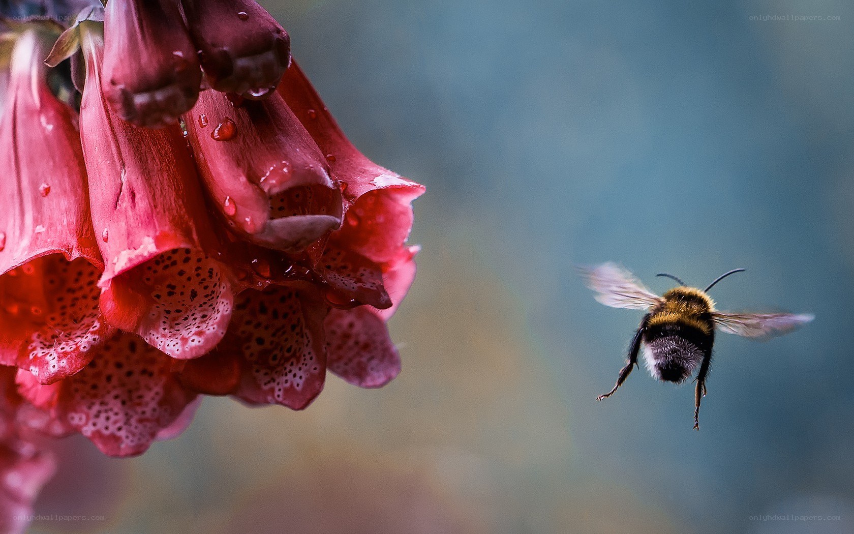 Bee flying to red flowers