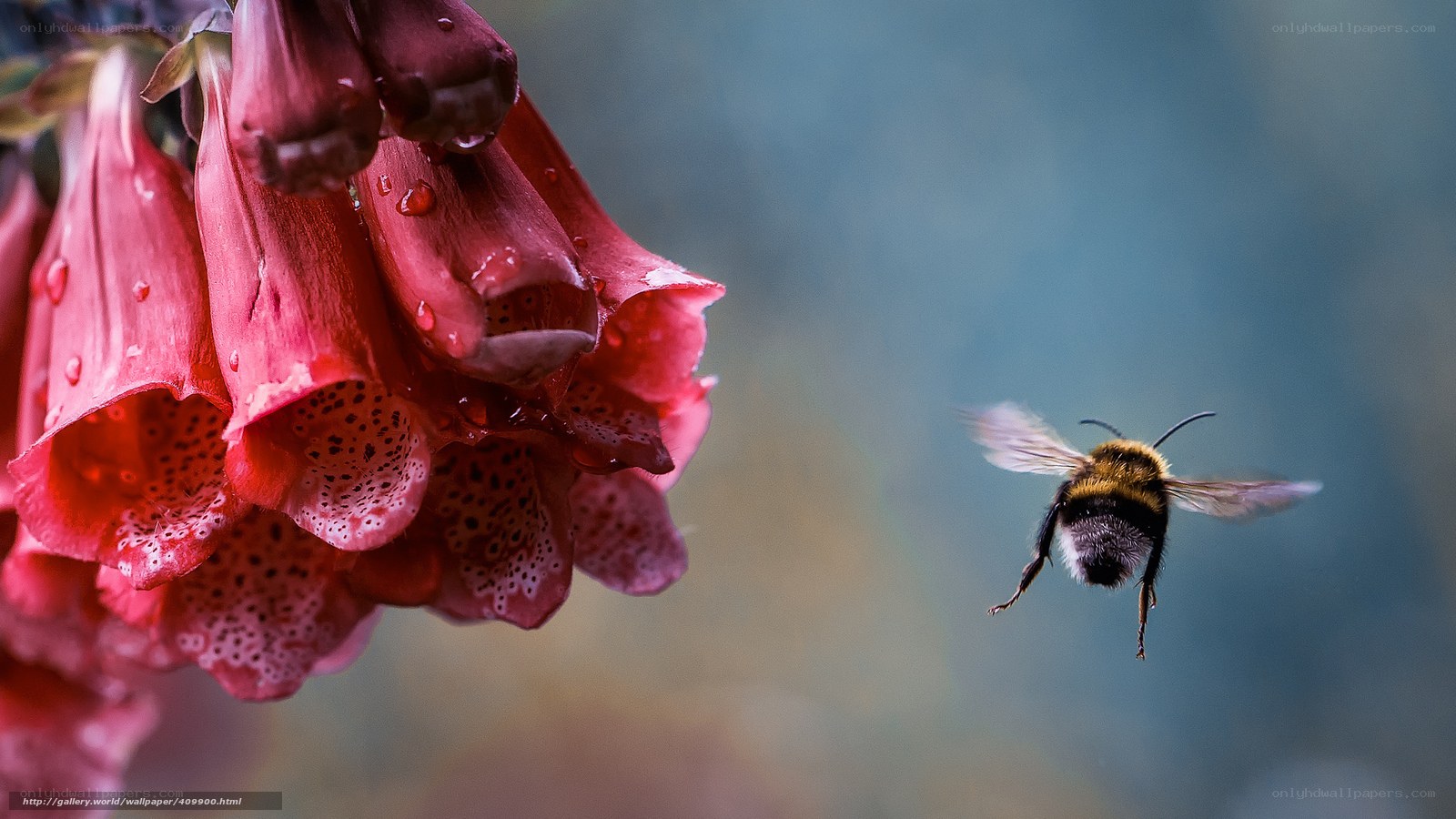 Bee flying to red flowers