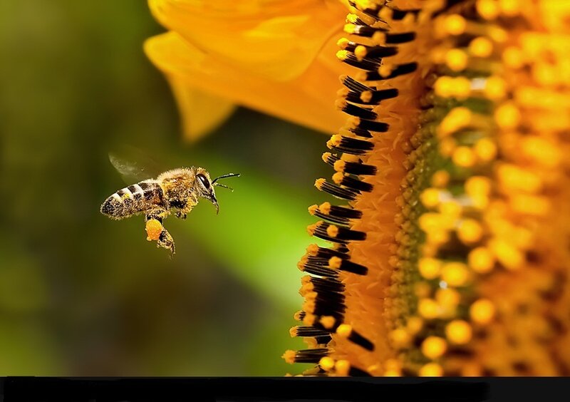 Bee Flying to Sunflower