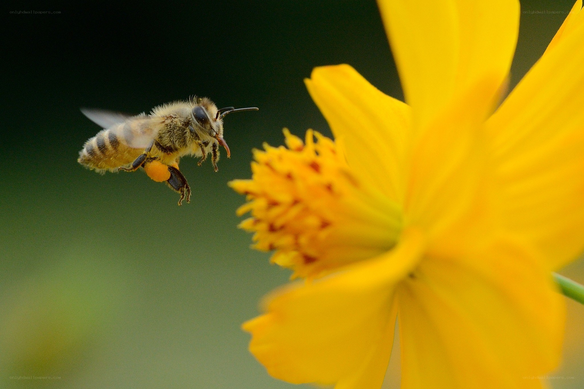 bee flying to yellow flower
