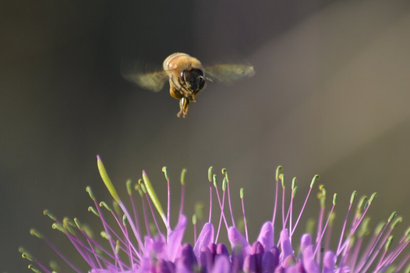 Bee Flying Toward Flower