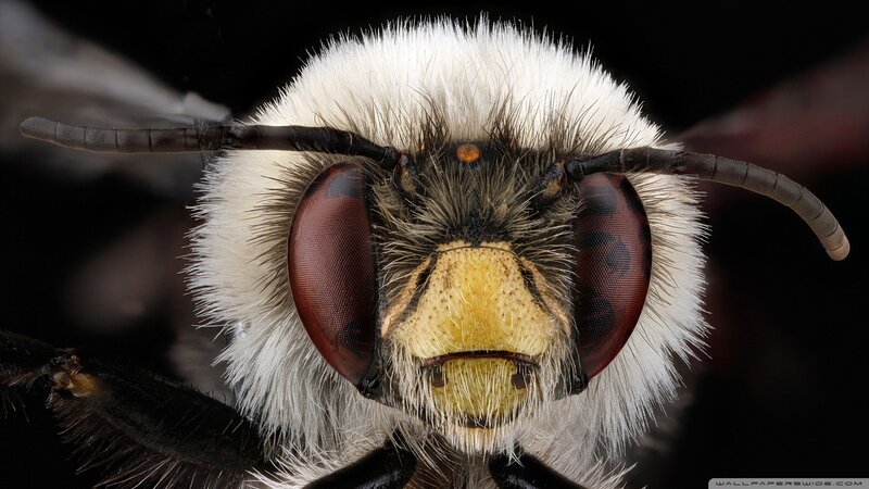 Bee Head Close-up — Black