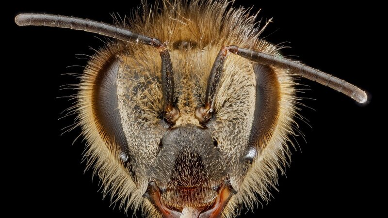 Bee Head Close-up — Brown