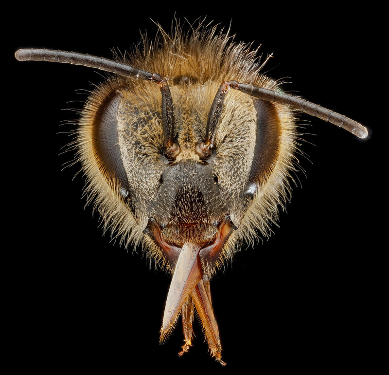 Bee Head Close-up