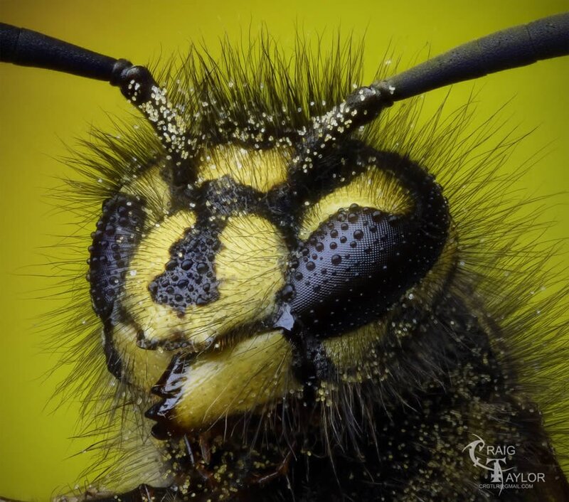 bee head with pollen