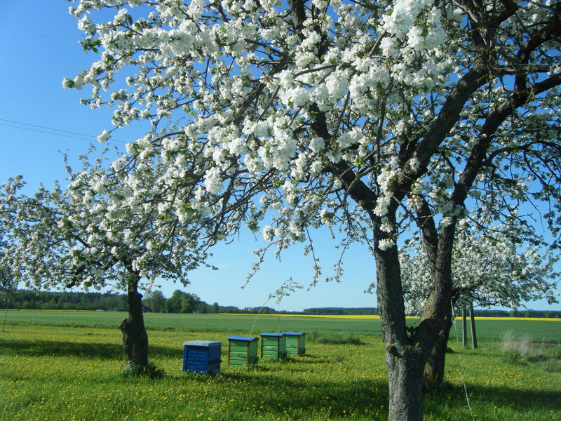 Bee Hives under Blossoming Trees
