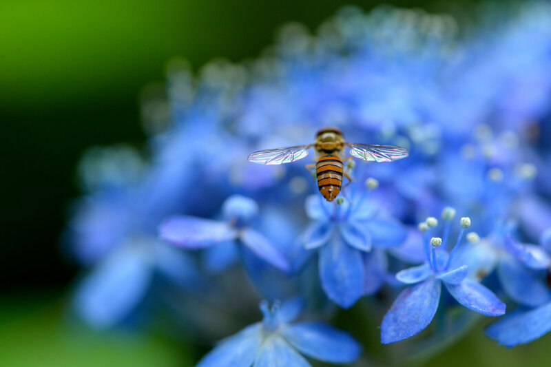 Bee Hovering over Blue Flowers