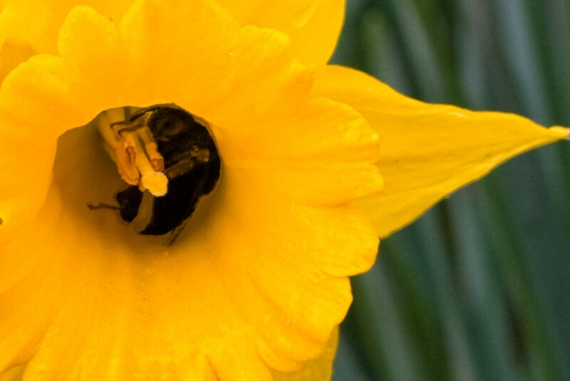 bee in a daffodil flower