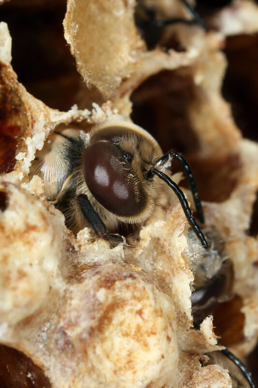 bee in a honeycomb