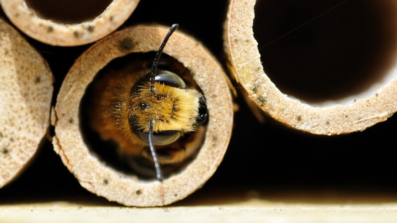 bee in a nesting tube