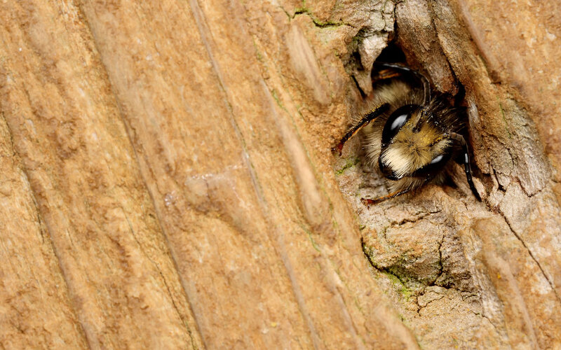 bee in a tree hole