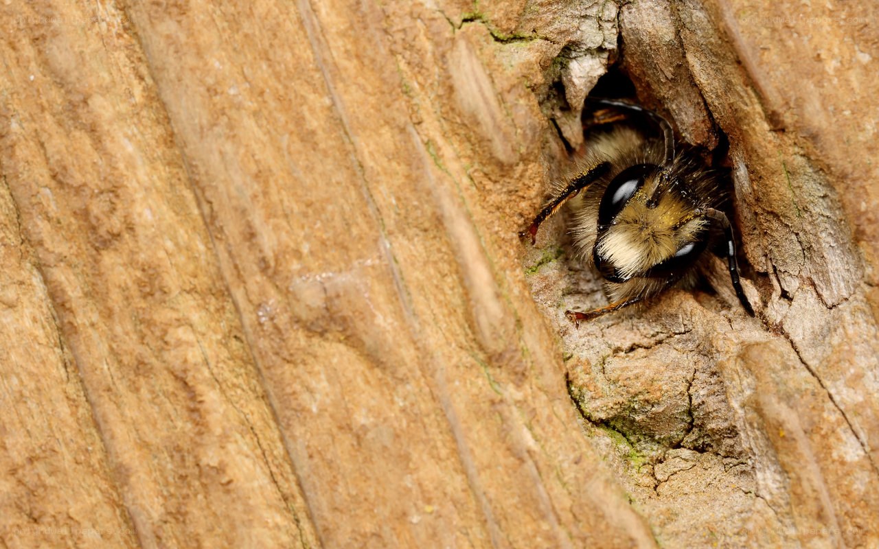 bee in a tree hole