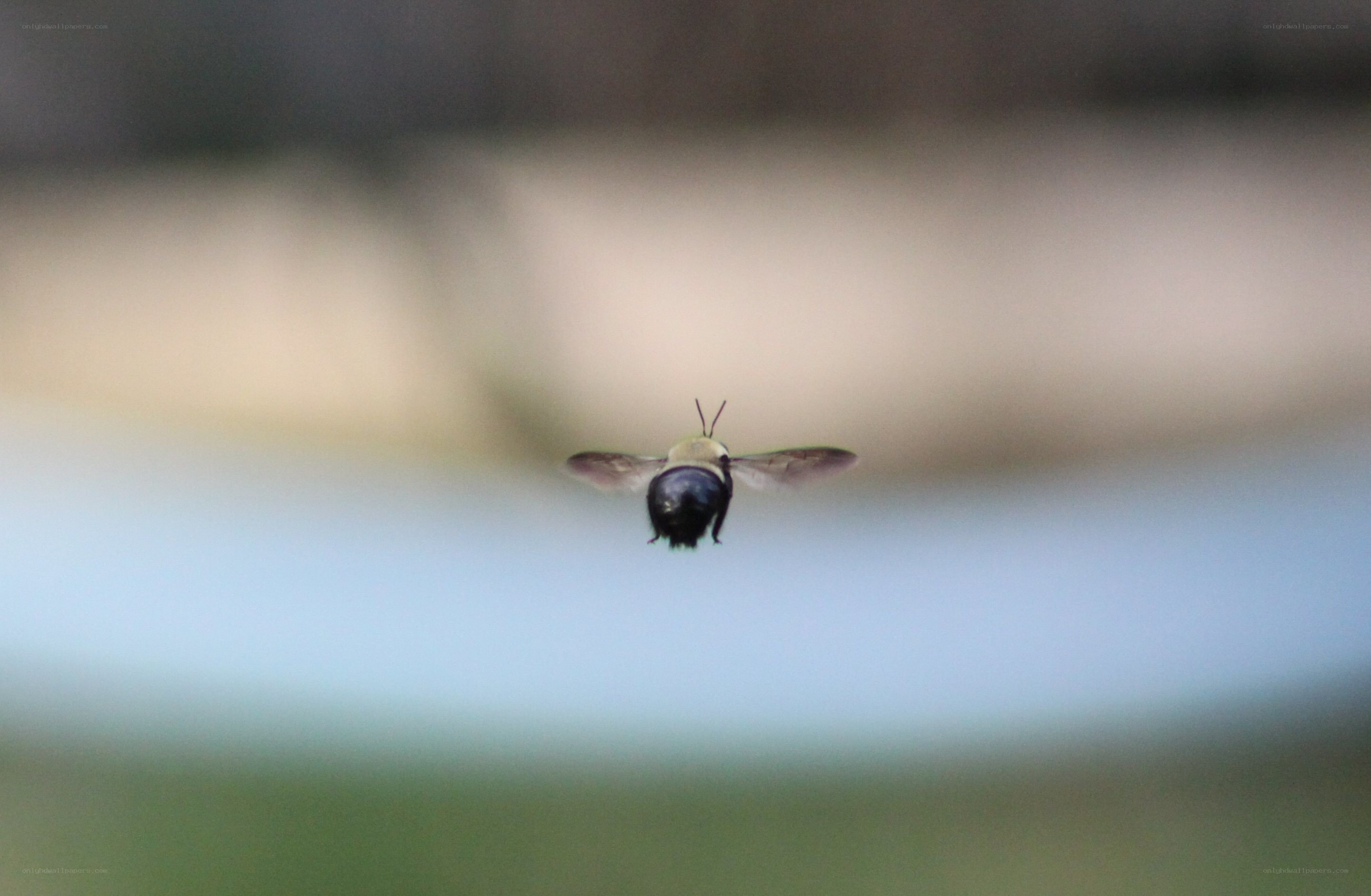 bee in flight