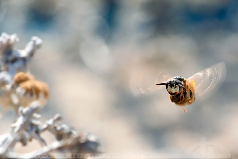 Bee in Flight — Brown