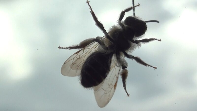 bee in flight silhouette