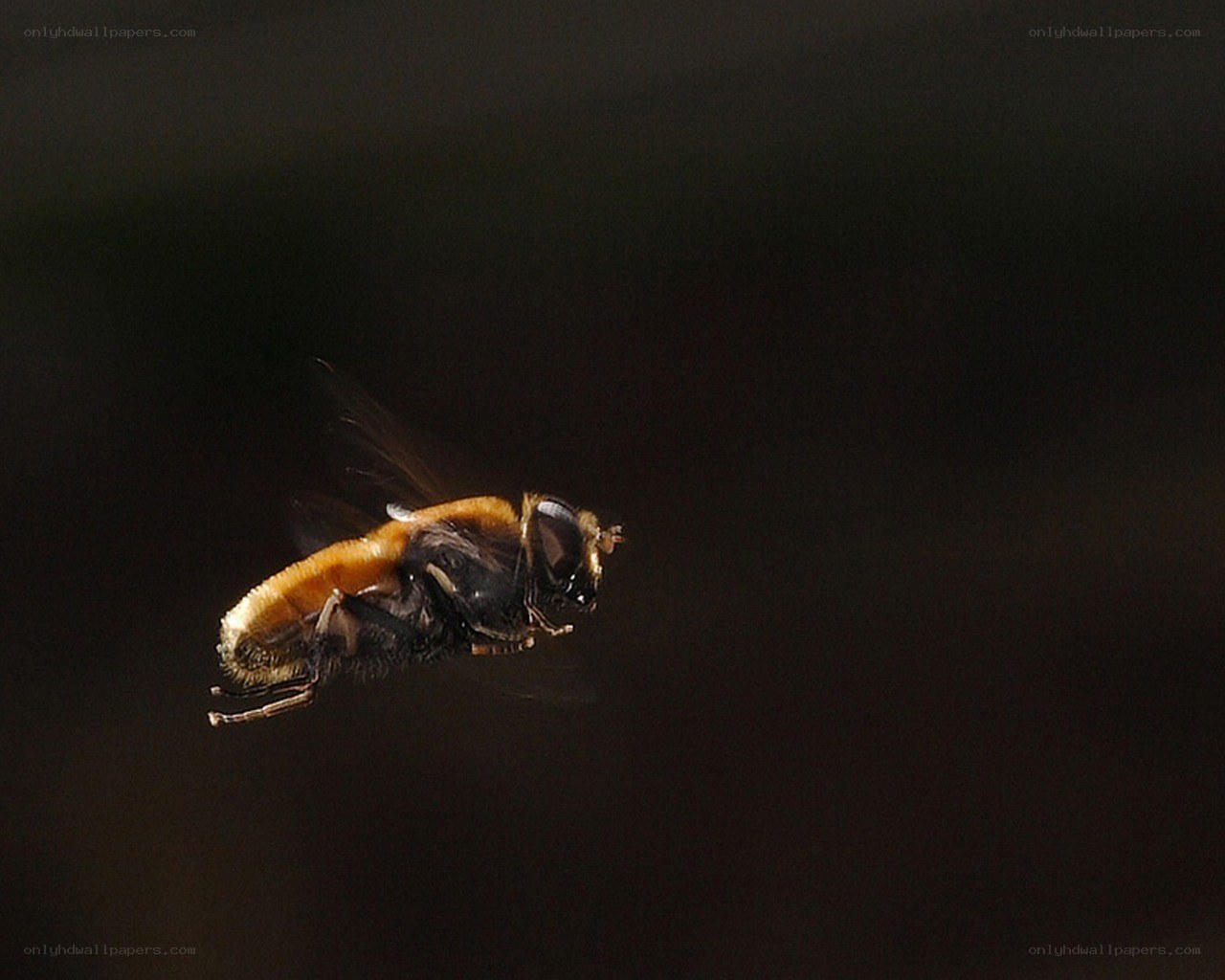 bee in flight
