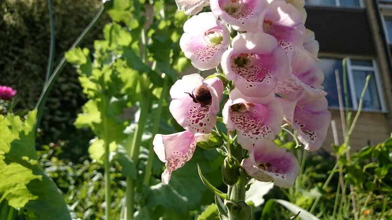 Bee in Foxglove Flower