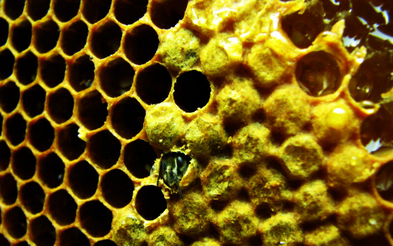 bee in honeycomb cell