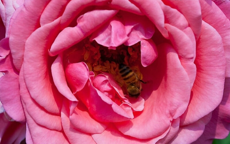 Bee in Pink Rose — Calm