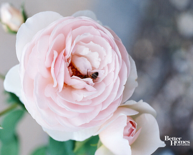 Bee in Pink Rose