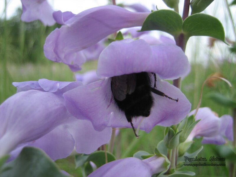 Bee in Purple Flower