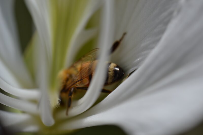 Bee Inside White Flower