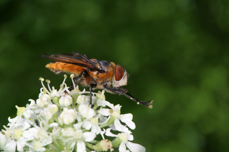 Bee-like Fly on Flower