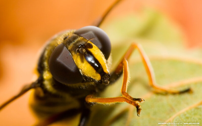 bee macro close-up